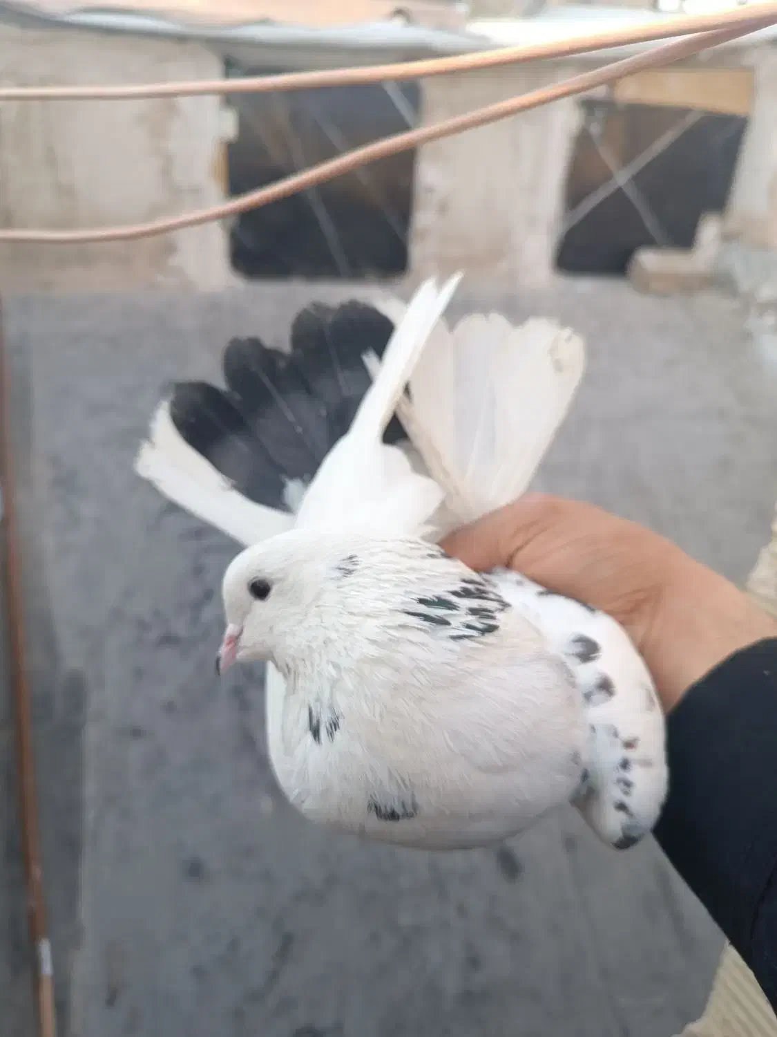 کفتر پرشی|حیوانات|قم, شاه ابراهیم|دیوار