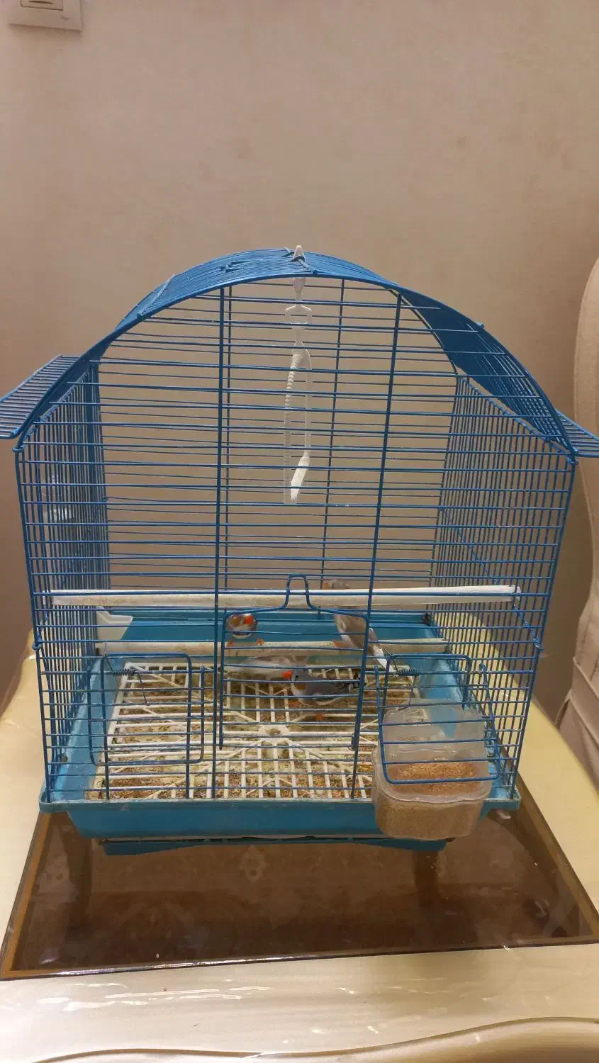 دو جفت فنچ|پرنده|قم, پردیسان|دیوار