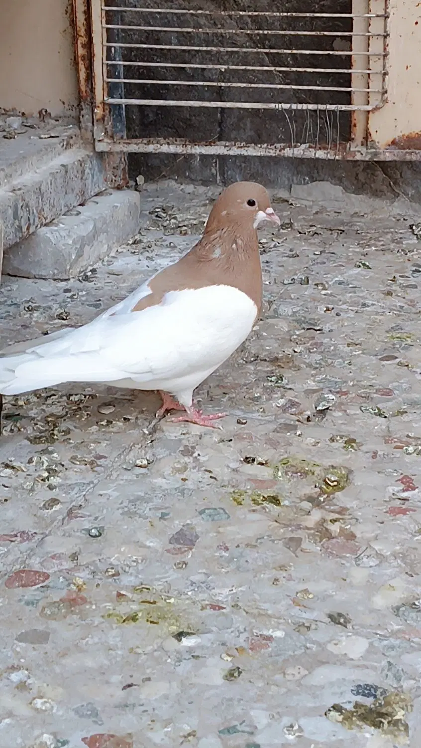 یال زرد|پرنده|اهواز, حصیرآباد|دیوار