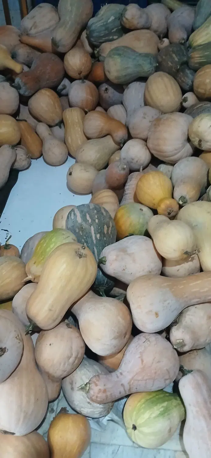 کدو زرد|خوردنی و آشامیدنی|گرگان, |دیوار