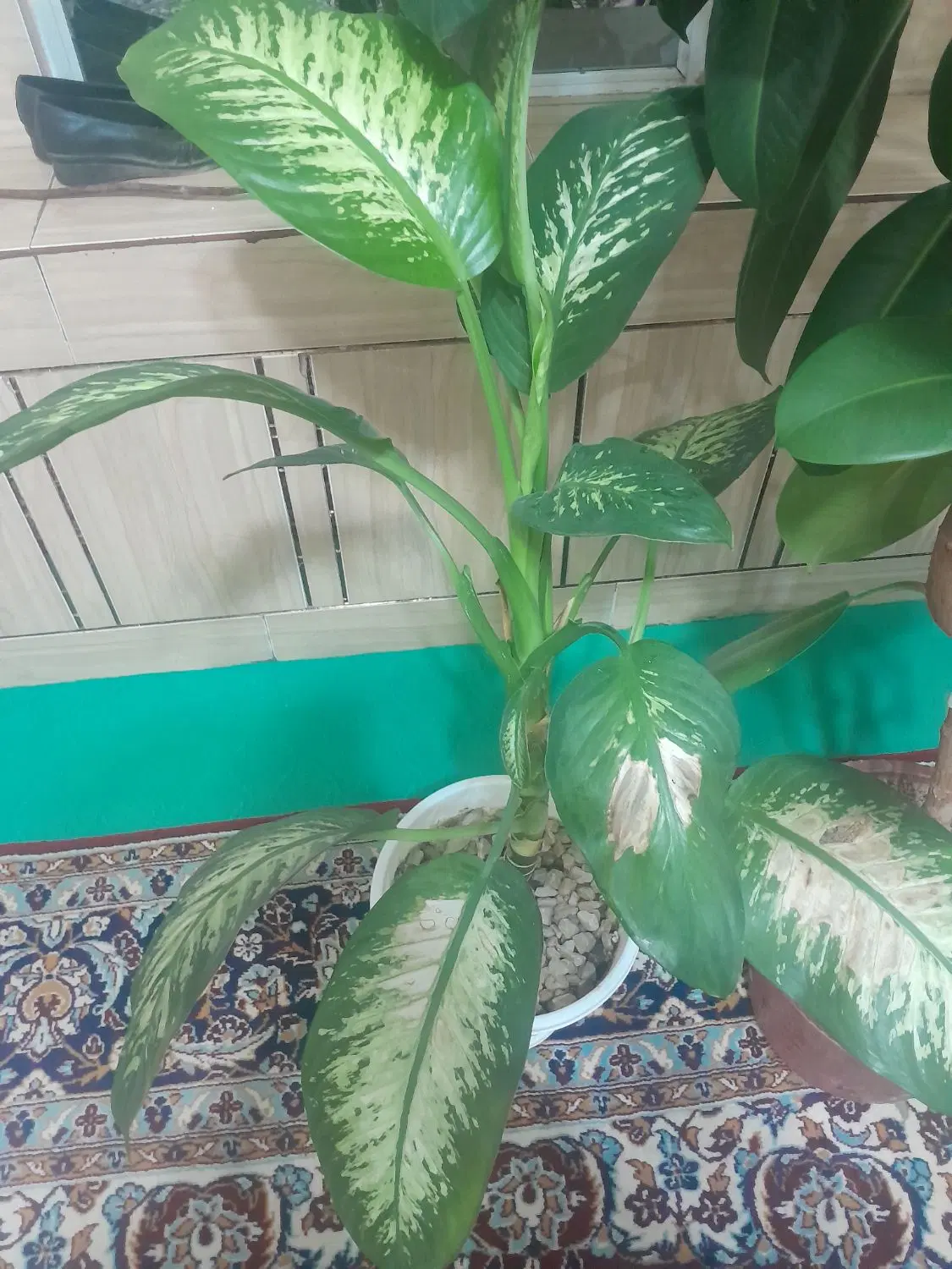 گل خانگی|گل و گیاه طبیعی|لردگان, |دیوار