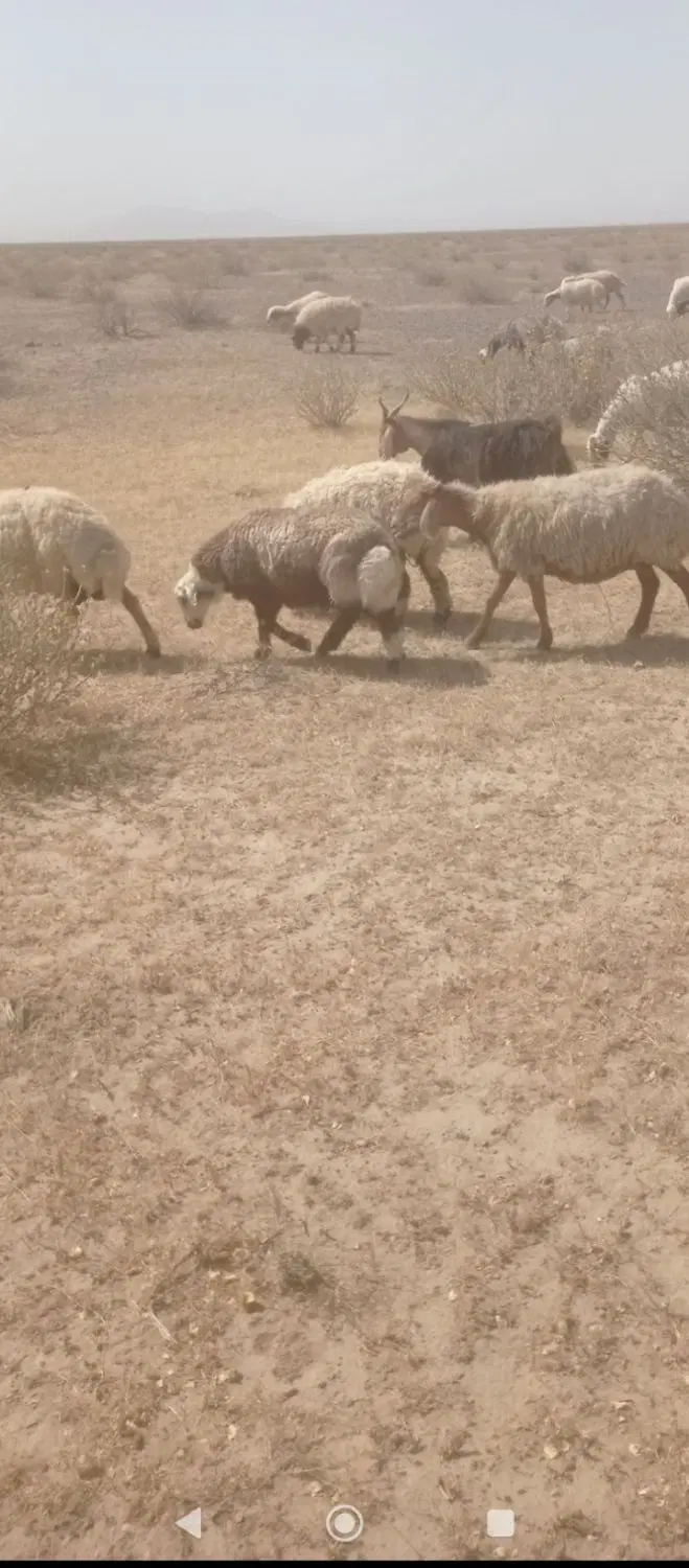 بره|حیوانات مزرعه|گناباد, |دیوار