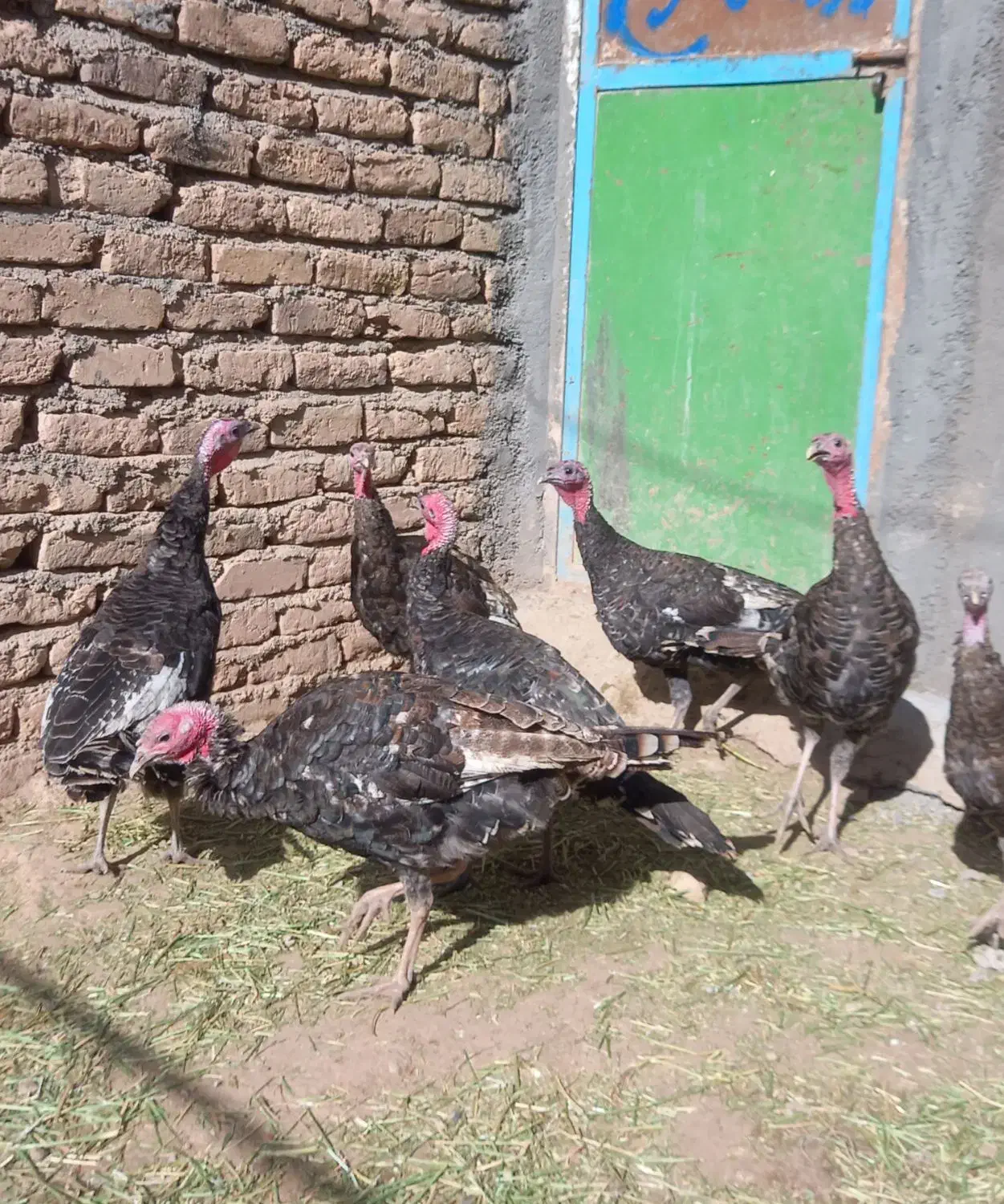 بوقلمون|حیوانات مزرعه|قیدار, |دیوار