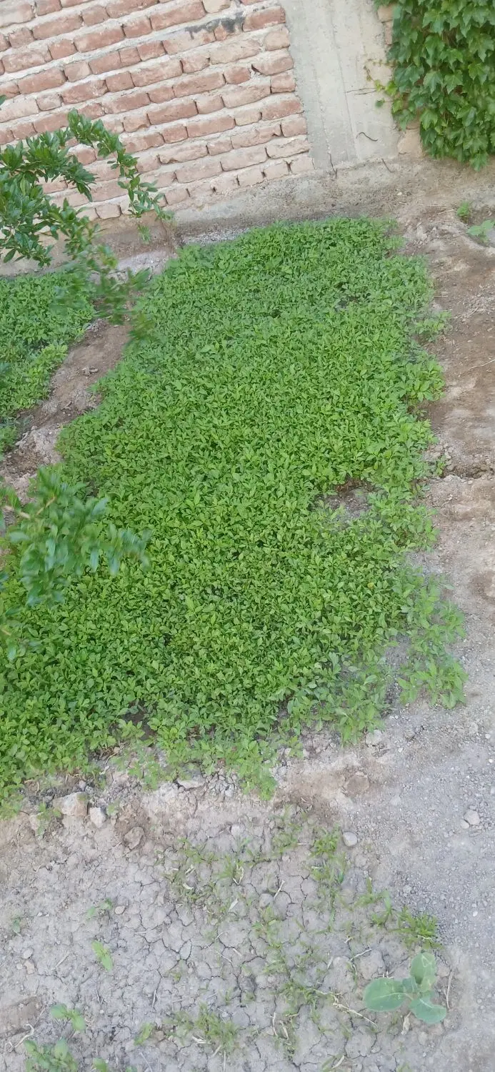 شتیل گوجه|خدمات باغبانی و درختکاری|بناب, |دیوار