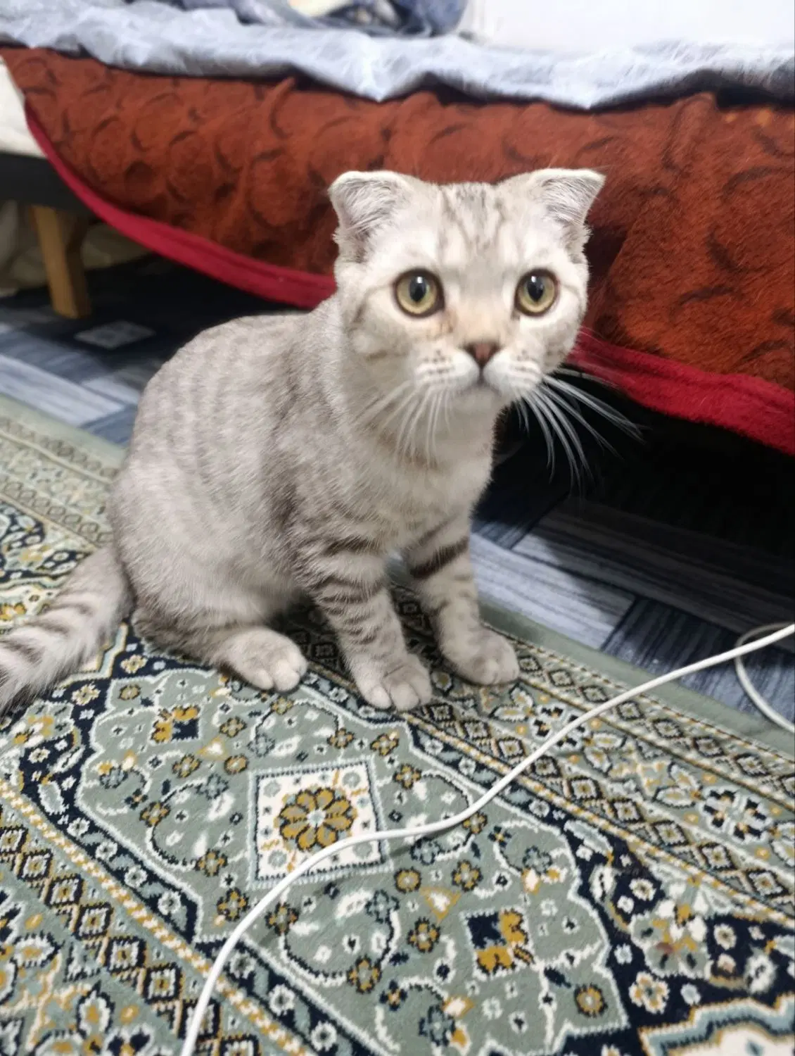 گربه|گربه|بیرجند, |دیوار