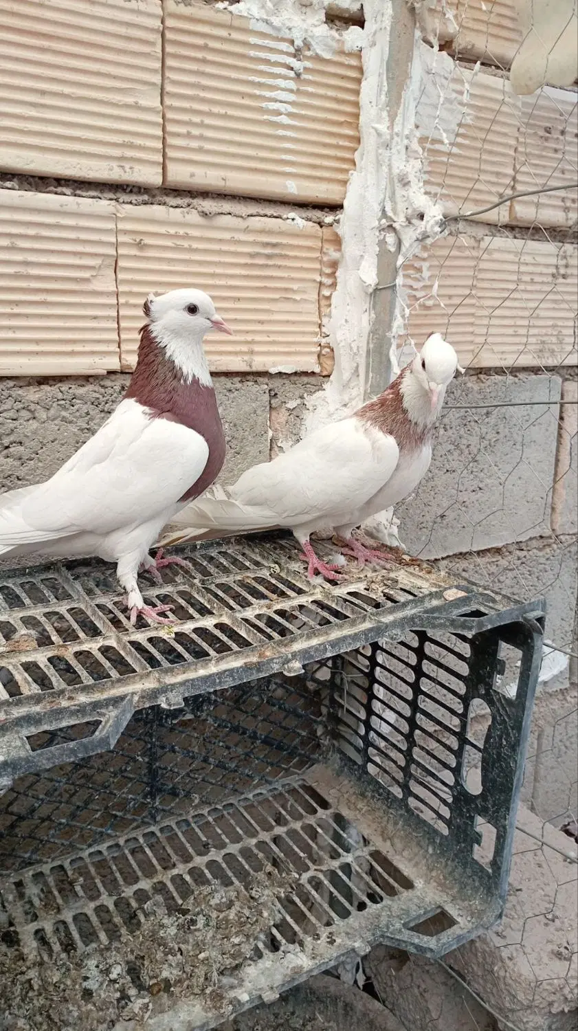 طوقی|پرنده|عسگران, |دیوار