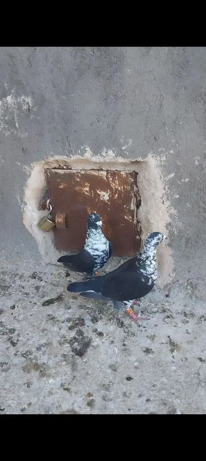 کبوتر|پرنده|تربت‌حیدریه, پائین ولایت|دیوار