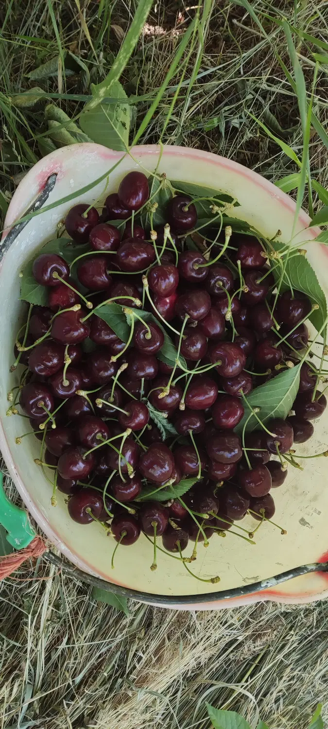 گیلاس|خوردنی و آشامیدنی|مراغه, |دیوار