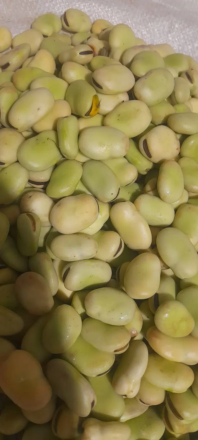 ۶،۶|خوردنی و آشامیدنی|گالیکش, |دیوار