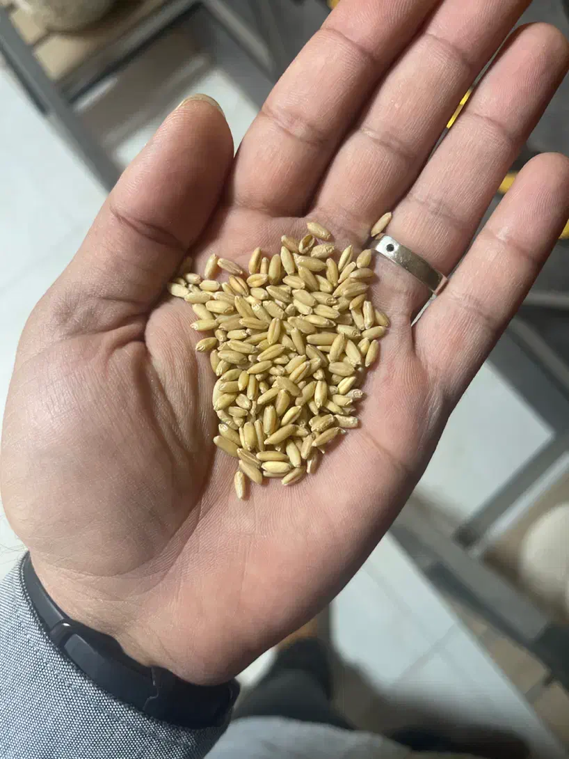 خوراک دام و طیور (گروه گندم)|لوازم جانبی حیوانات|ورامین, ورامین|دیوار