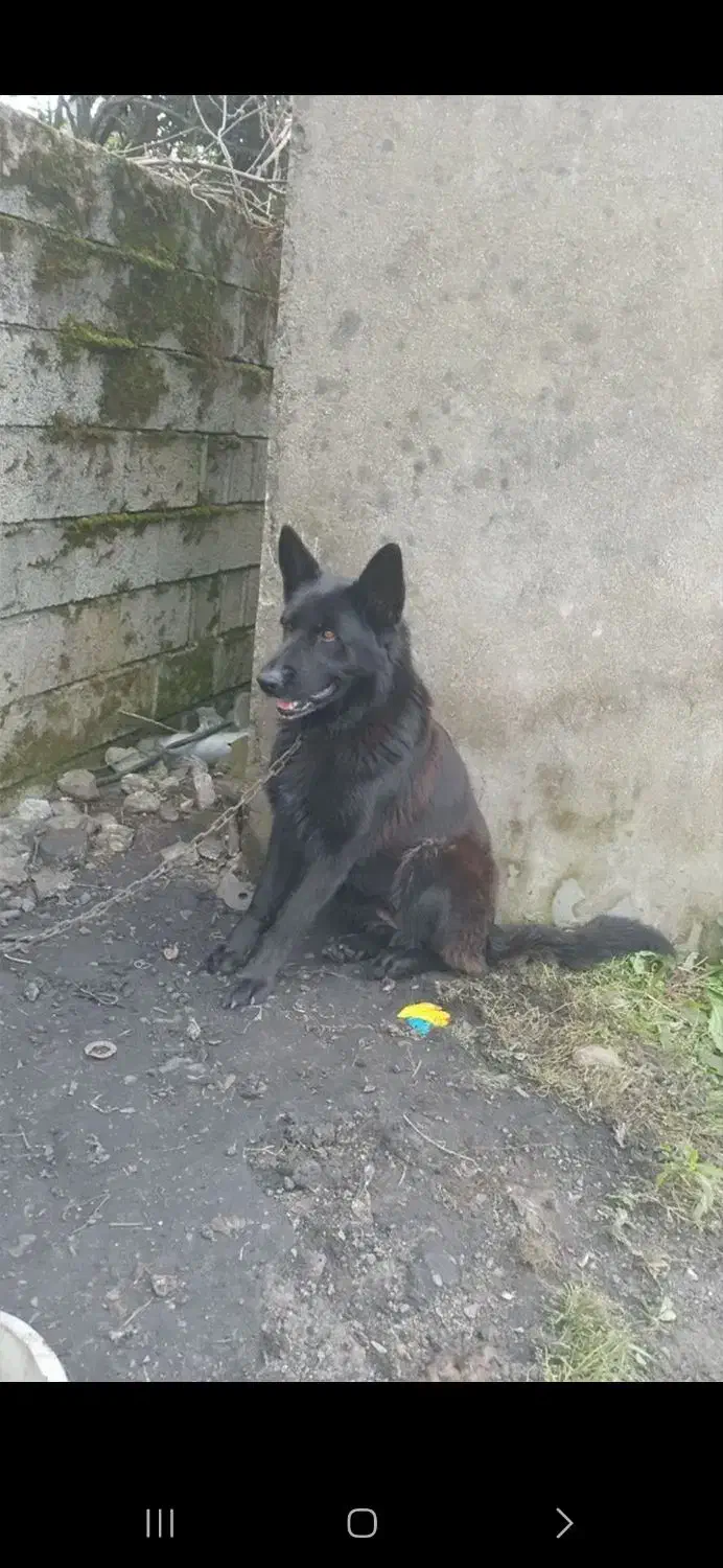 Black german|سگ|پره‌سر, |دیوار