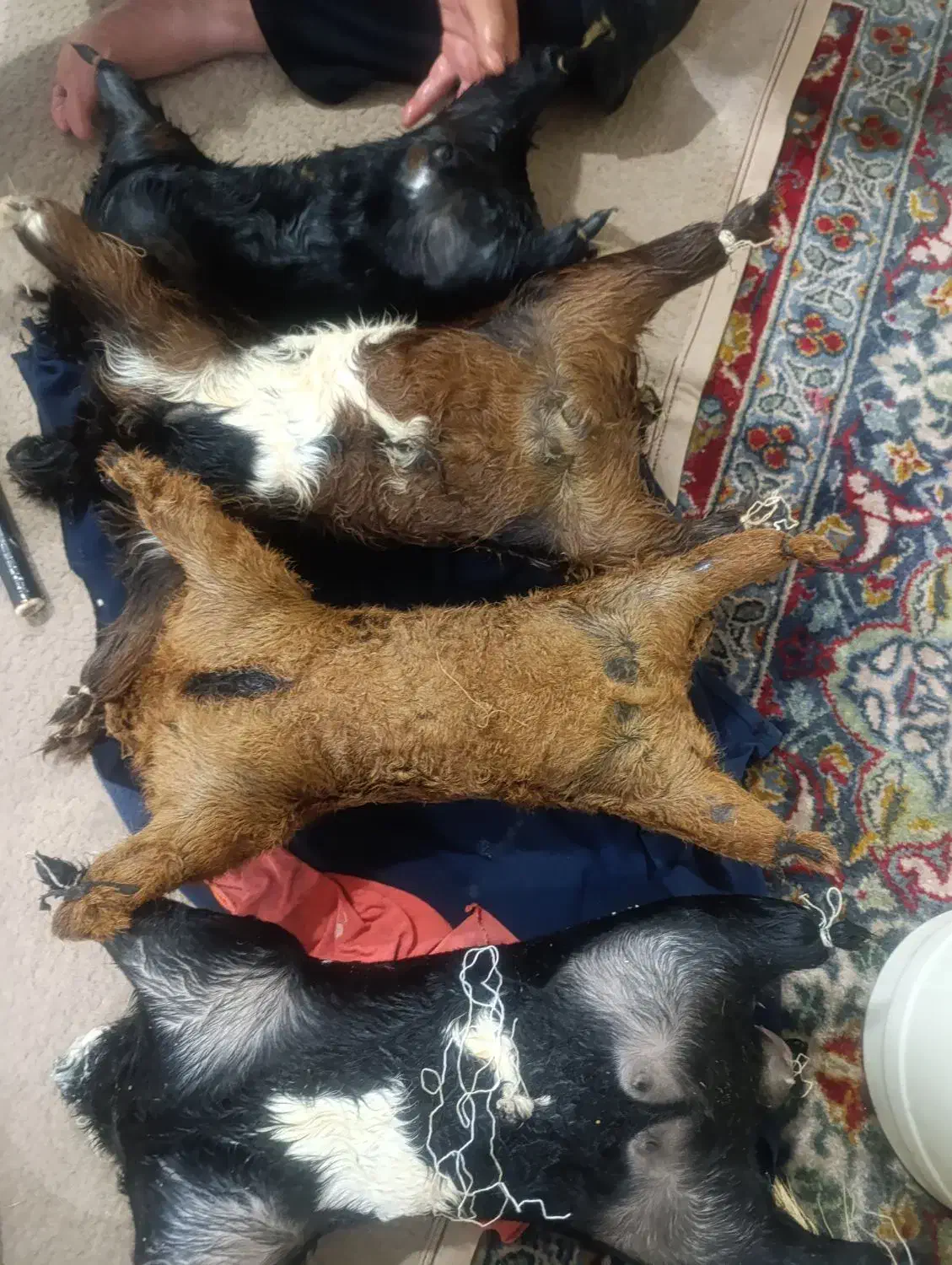 جا روغنی|لوازم جانبی حیوانات|اندیمشک, |دیوار