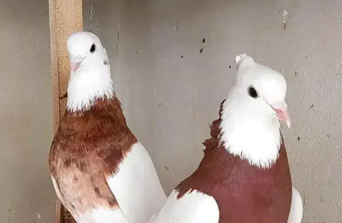 کبوتر|پرنده|سیرجان, |دیوار