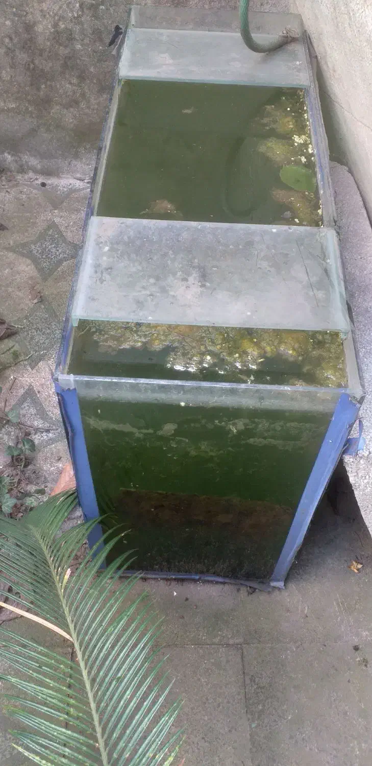 اکواریم|ماهی|رشت, دیانتی|دیوار