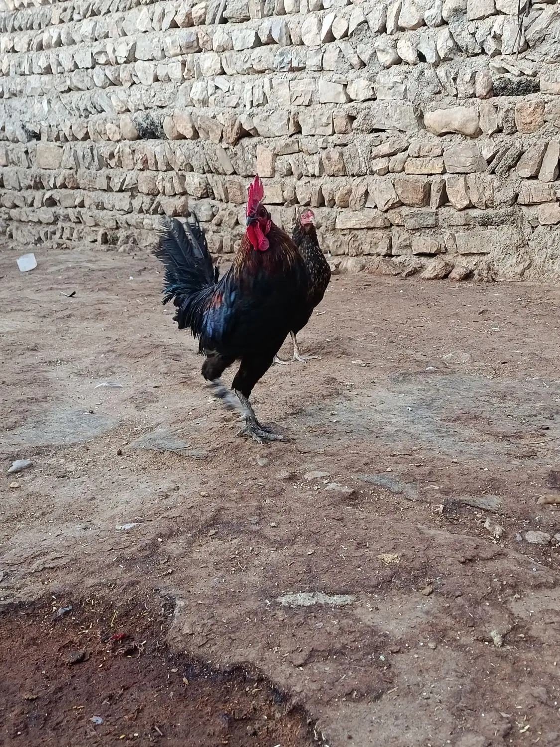 خروس|حیوانات مزرعه|روانسر, |دیوار