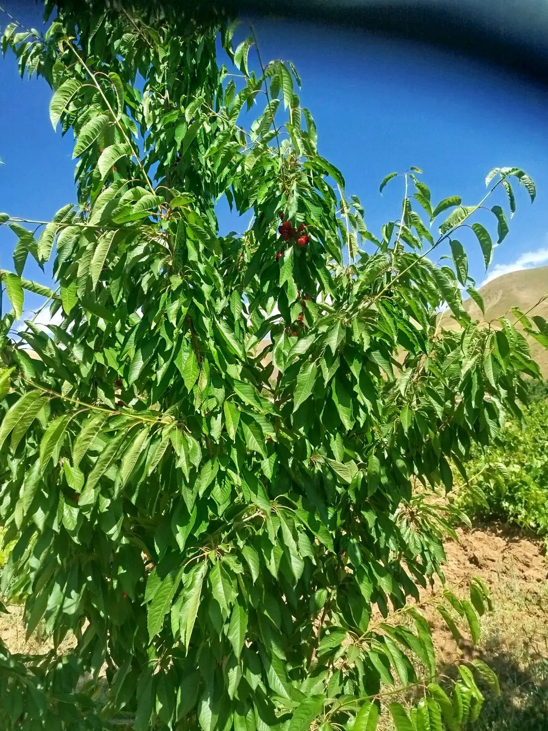گیلاس|خوردنی و آشامیدنی|کلاترزان, |دیوار