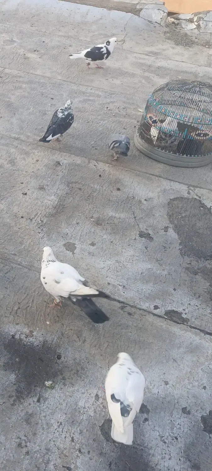 کبوتر|حیوانات|سنندج, |دیوار