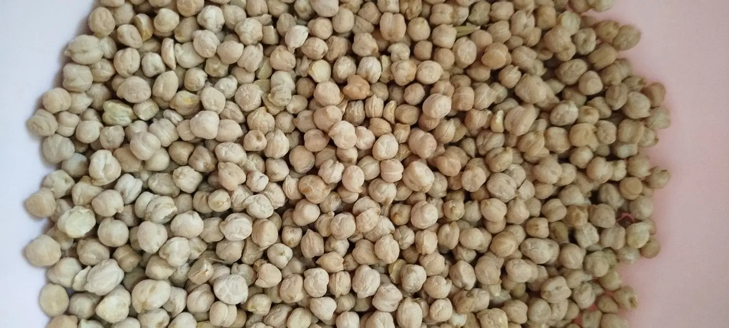 نخود|خوردنی و آشامیدنی|رومشکان, |دیوار