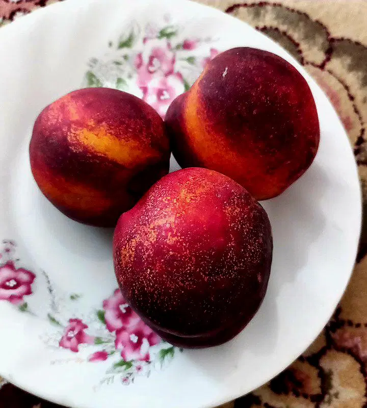شلیل|خوردنی و آشامیدنی|شیروان (خراسان), |دیوار