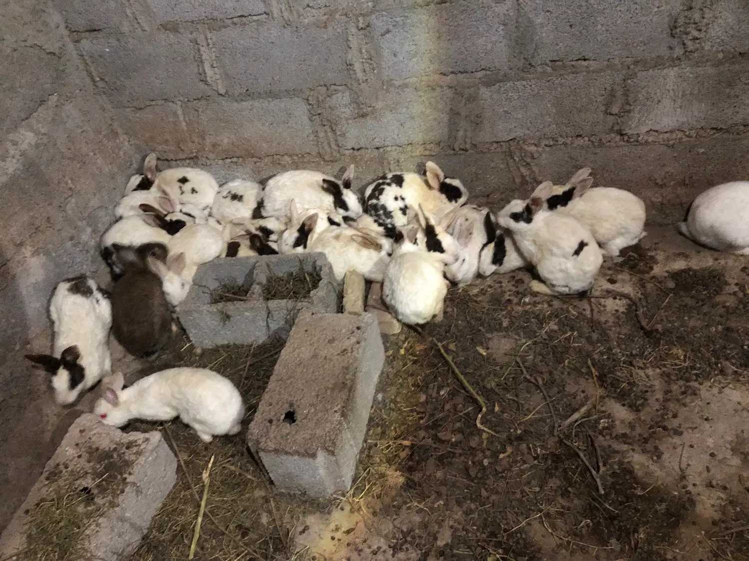 خرگوش|موش و خرگوش|بناب, |دیوار