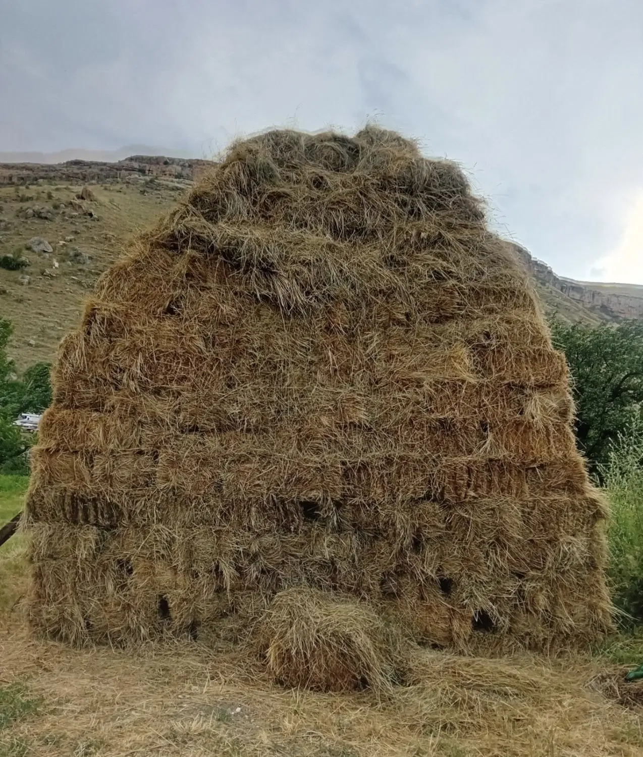 علف|لوازم جانبی حیوانات|ماکو, |دیوار