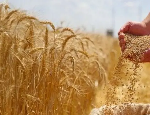 گندم|خوردنی و آشامیدنی|ایلام, |دیوار