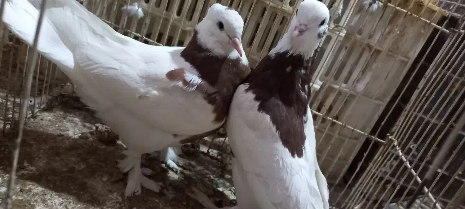 کفتر|پرنده|زارچ, |دیوار