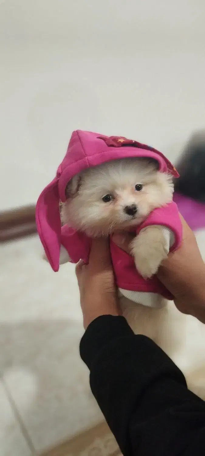 گم شده|حیوانات|کرمانشاه, |دیوار