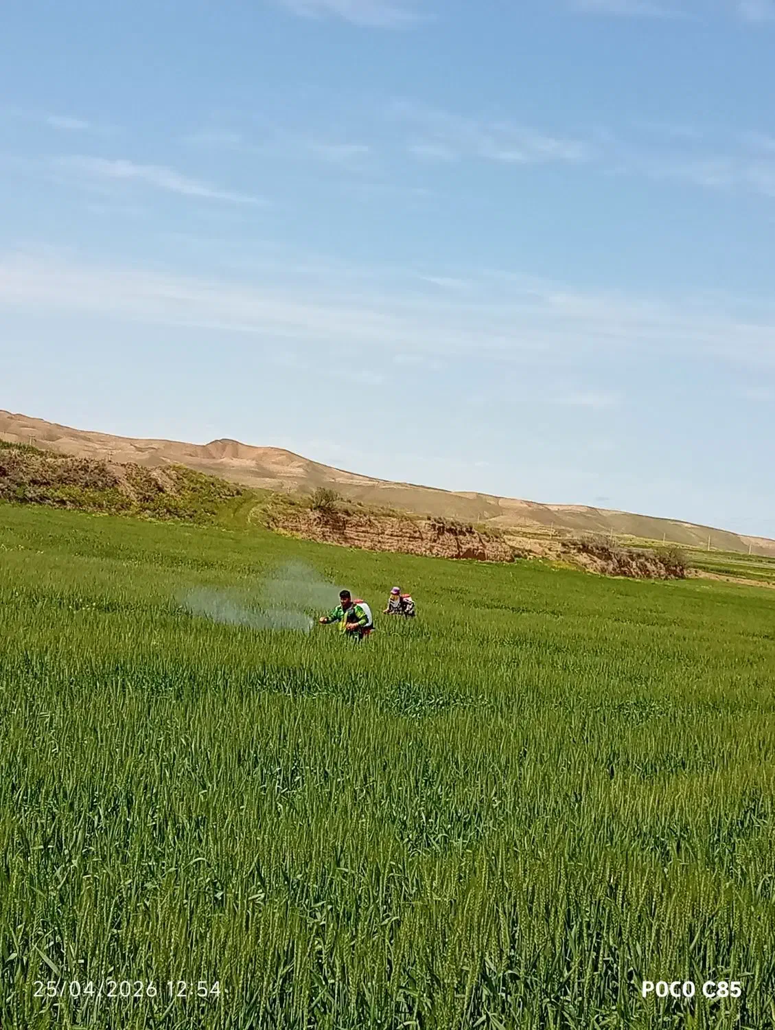 سم پاشی|خدمات باغبانی و درختکاری|پارس‌آباد, |دیوار