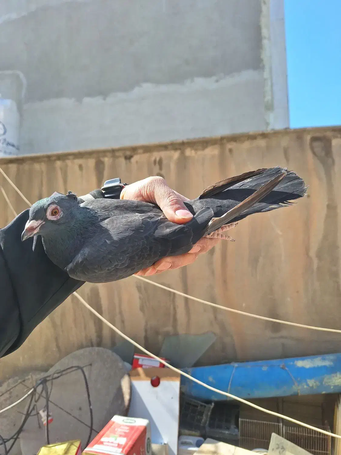 کفتر|پرنده|تهران, مسعودیه|دیوار