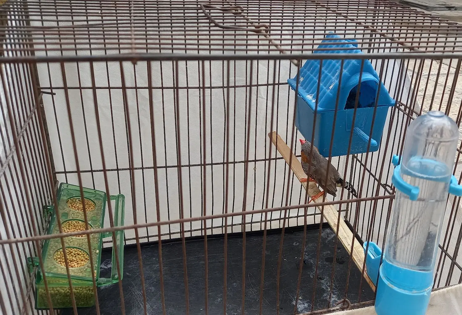 پرنده|پرنده|چهارباغ, |دیوار