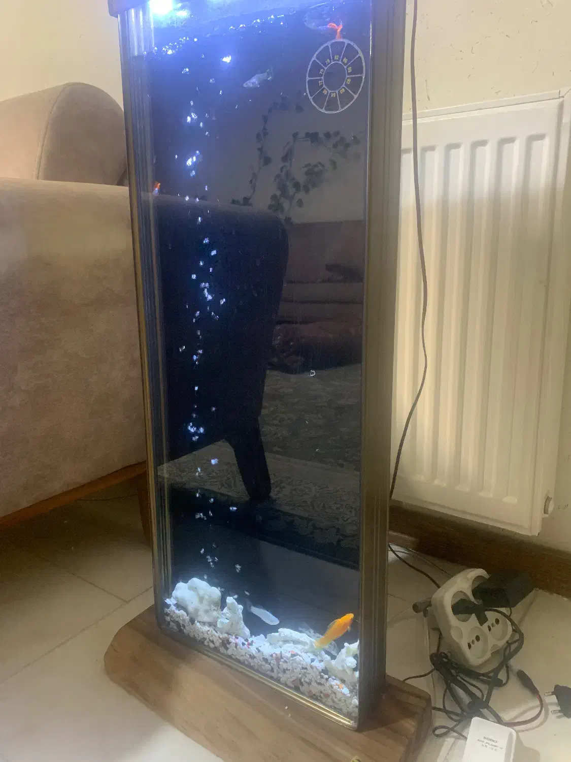 اکواریوم|ماهی|شاهرود, |دیوار