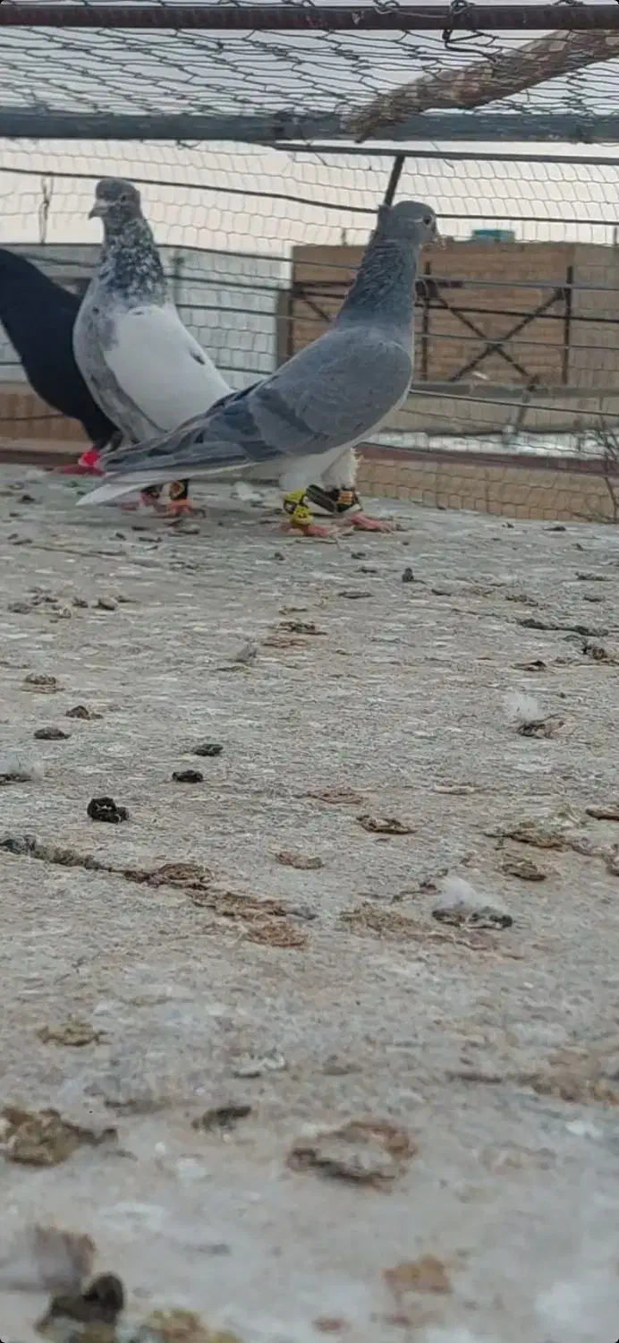 کبوتر|پرنده|شیروان (خراسان), |دیوار