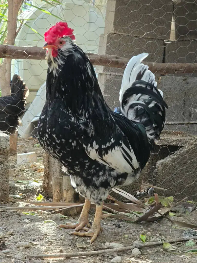 خروس|حیوانات مزرعه|بندر دیر, |دیوار