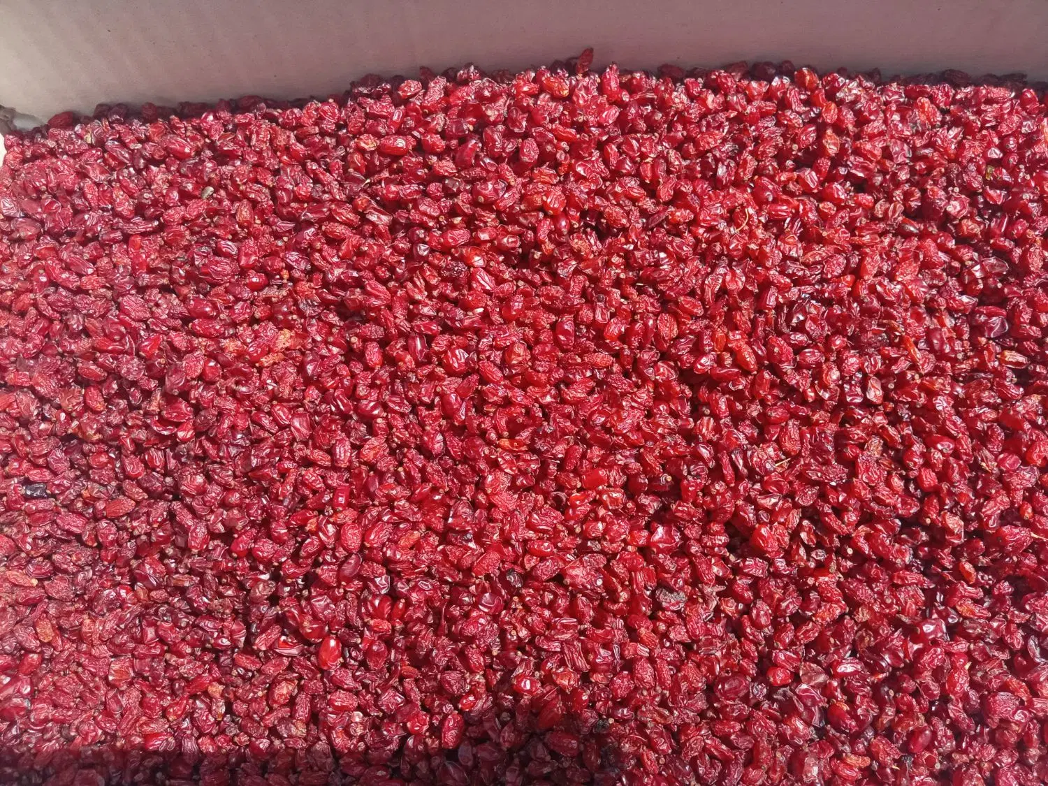 زرشک|خوردنی و آشامیدنی|مشهد, یاس|دیوار