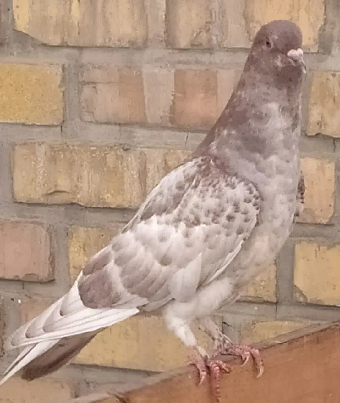 کبوتر|پرنده|مشهد, شهید مطهری|دیوار