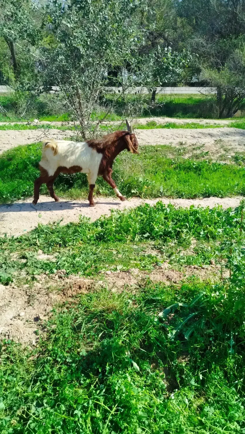 نژدی توخمی|حیوانات مزرعه|اندیمشک, |دیوار