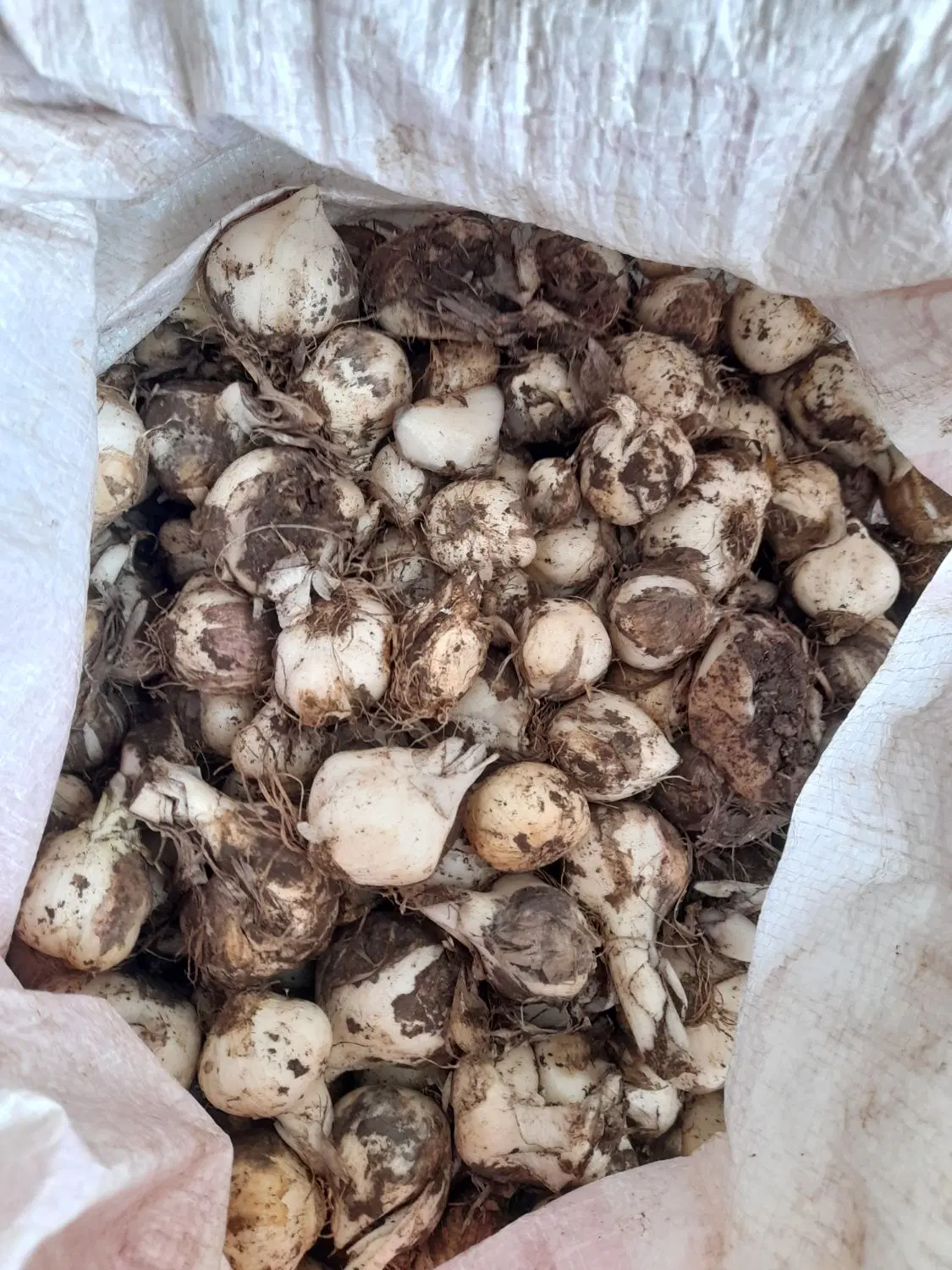 موسیر..لیز|خوردنی و آشامیدنی|ازنا, |دیوار