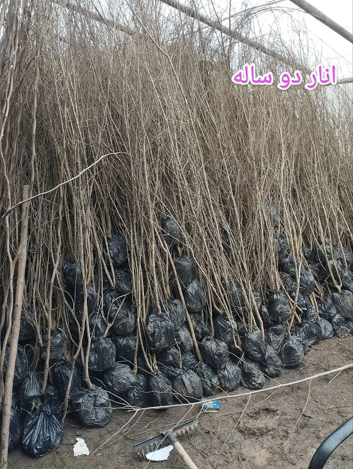 فندق|گل و گیاه طبیعی|پارس‌آباد, |دیوار