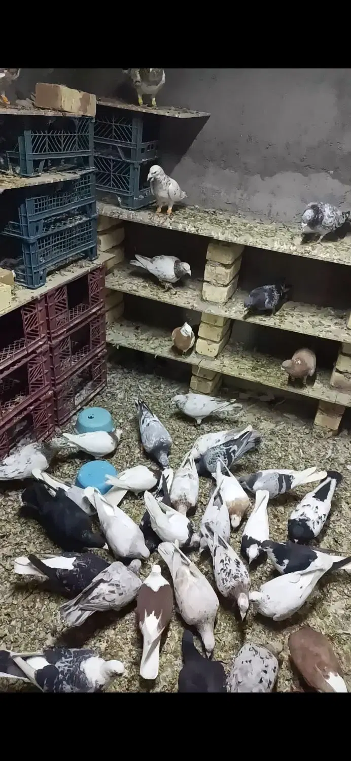 رنگ|پرنده|خرمدشت, |دیوار