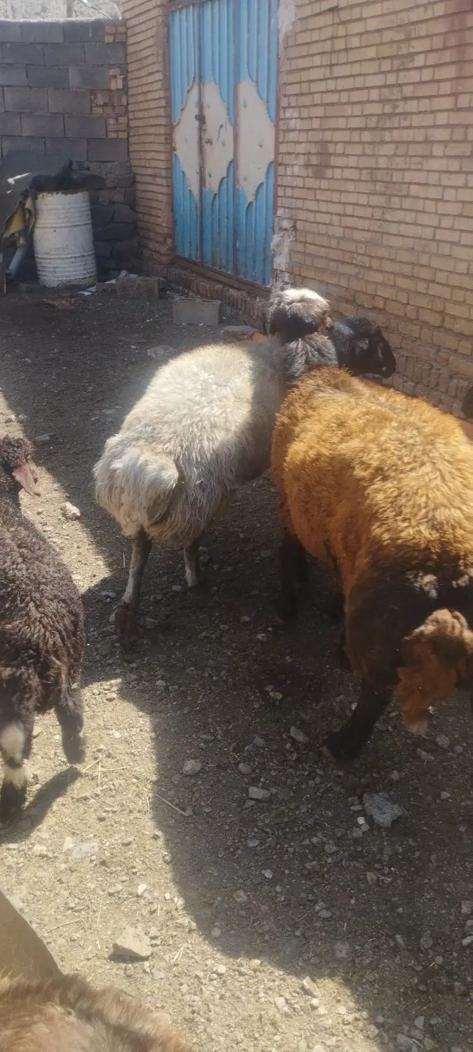 ....|حیوانات مزرعه|چناران, |دیوار