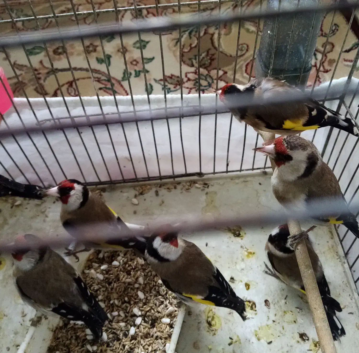 سهره ماده بروجردی و کرمانی|پرنده|قزوین, |دیوار