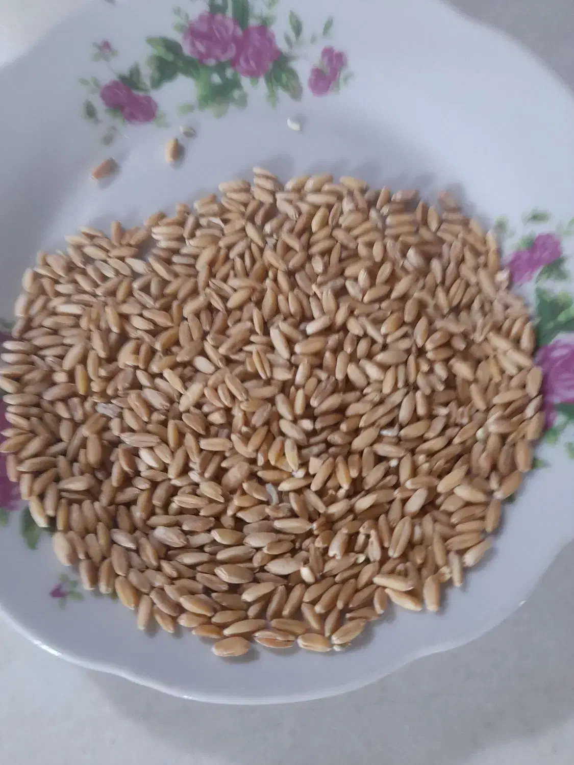 گندم درجه ۱|عمده‌فروشی|بجنورد, |دیوار