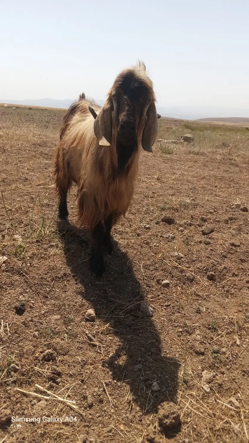 بز نر|حیوانات مزرعه|نیر (اردبیل), |دیوار