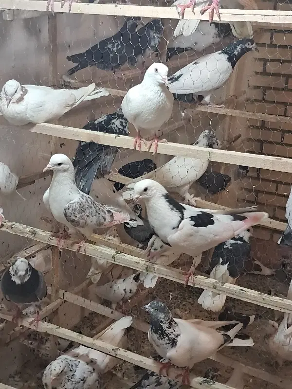 کفتر|پرنده|ساوه, |دیوار