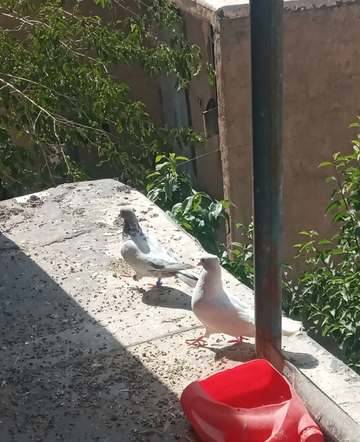 کبوتر|پرنده|کارزان, |دیوار