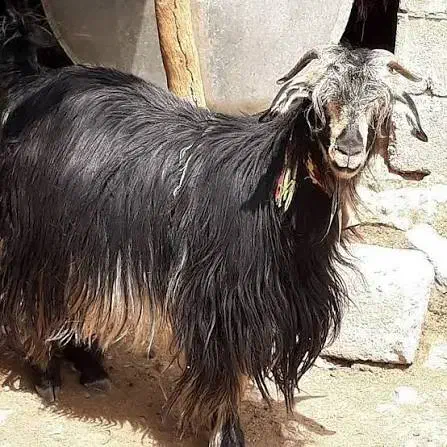 گوسفند بز|حیوانات مزرعه|دهدشت, |دیوار