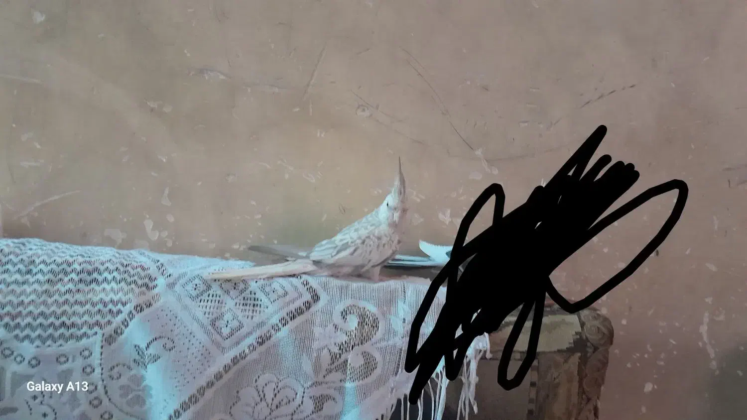 کبوتر|پرنده|مسجد سلیمان, |دیوار