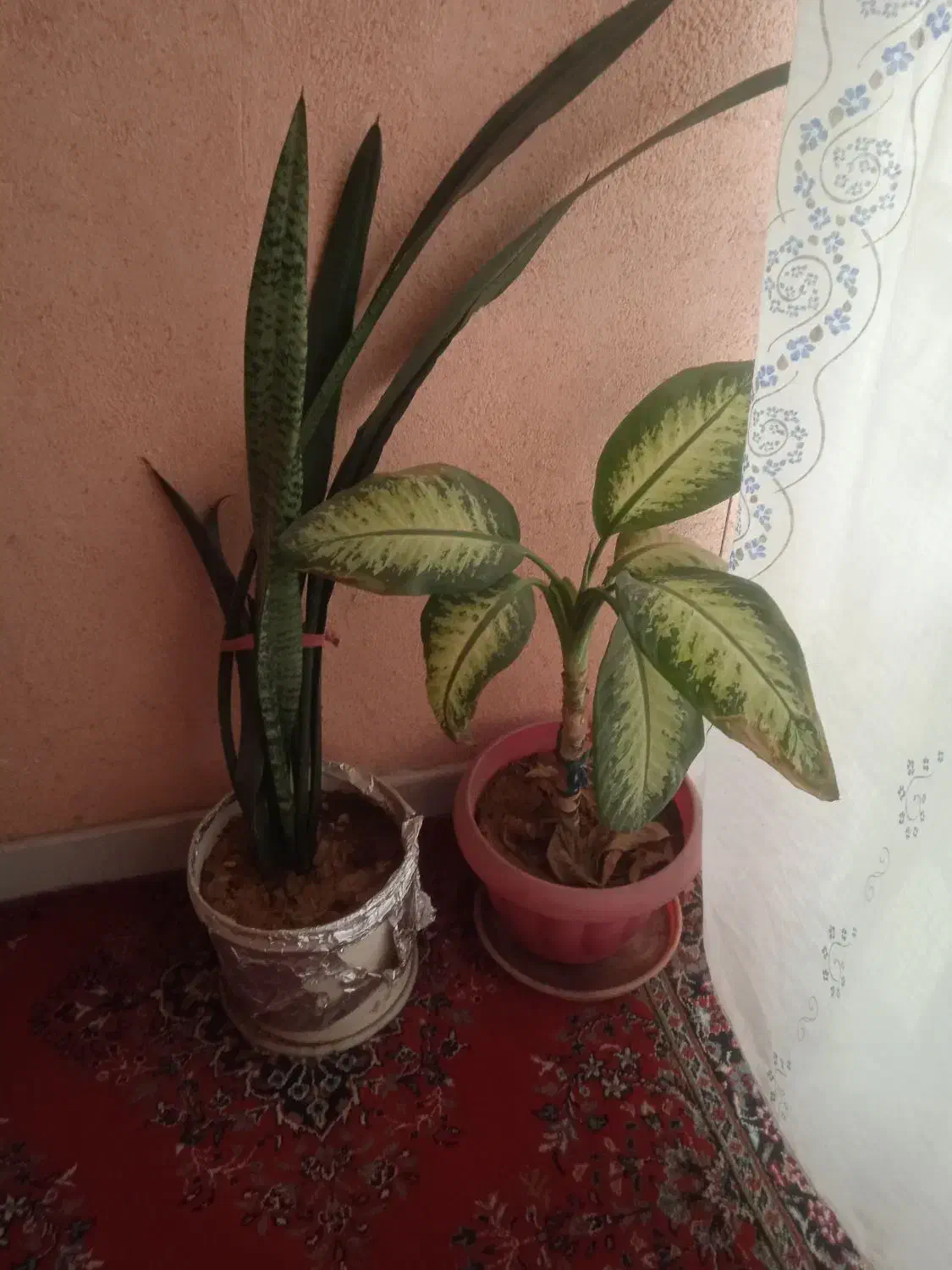 گل طبیعی|گل و گیاه طبیعی|مشهد, جانباز|دیوار