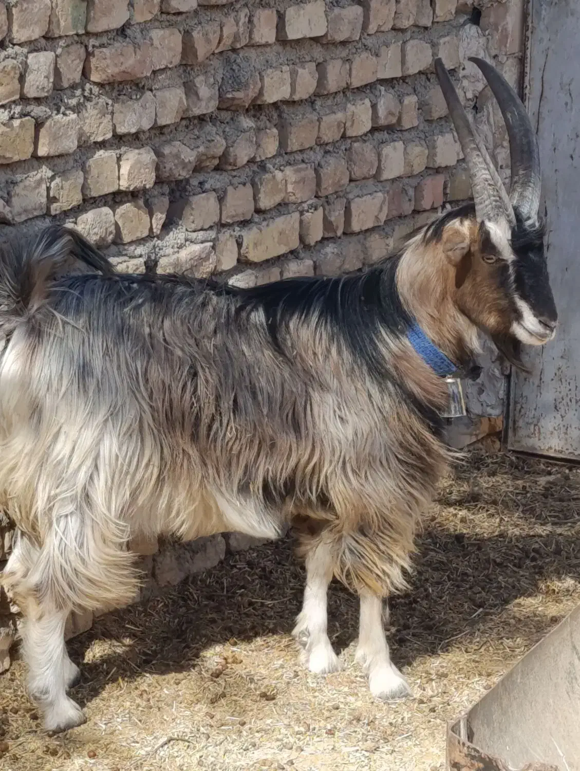 بزغاله نر بزغاله نر بزی  جلو رو نترس|حیوانات مزرعه|جوادآباد, |دیوار